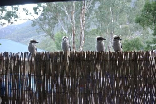 คคูคาเบอร์รา มอเตอร์ลอดจ์ (Kookaburra Motor Lodge)2