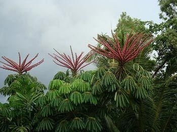 Palms at Trinity Beach0