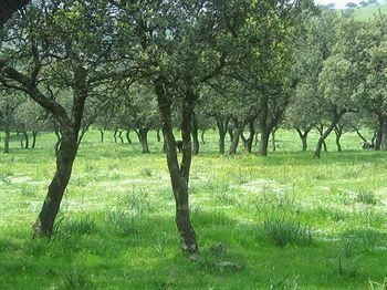 Rusticae El Anadio4