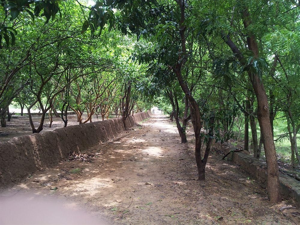 Abrar Palace and Jungle Camps3