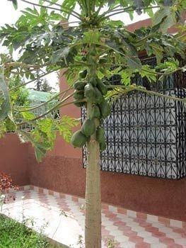 Dar Abdelkarim1