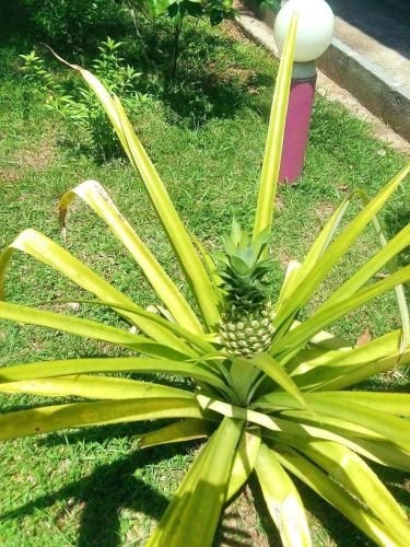 Mali Samui Resort2