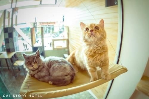 โรงแรมแคท สตอรี (Cat Story Hotel)1