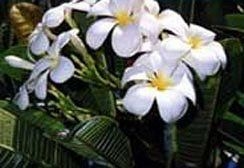 Hale Lani Bed & Breakfast0