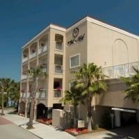 Palms1
