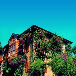 Begonville4