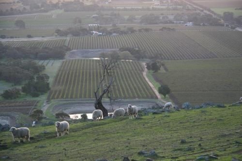 Barossa Vineyard Cottages4