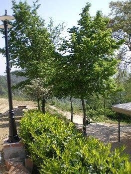 Colle Delle Ginestre0