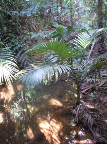 Lync Haven Rainforest Retreat3