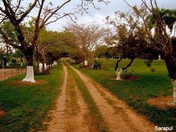 Harmonia de Sarapui0