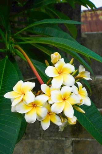 นิด บังกะโล (Nid's Bungalows)1