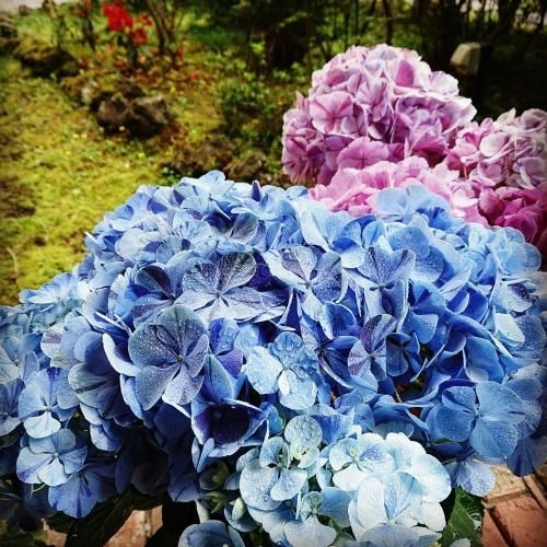 Pension Candytuft1