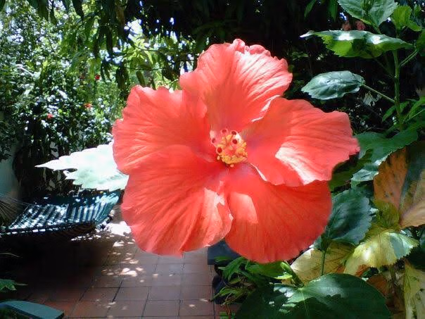 Coconut Palms Inn0