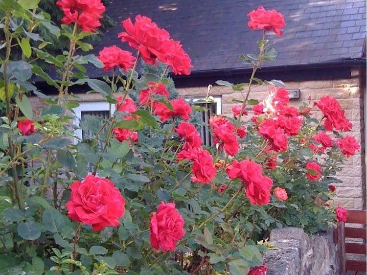 Ellen House Bed and Breakfast0