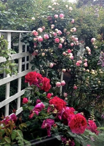 Bed of Roses4