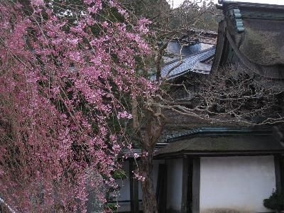 Henjoko-in2