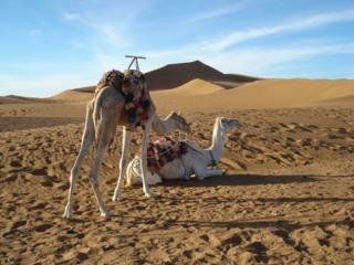 Palmeras y Dunas0