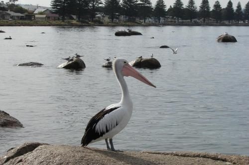 Austiny Bed and Breakfast Victor Harbor (Austiny Bed and Breakfast)3