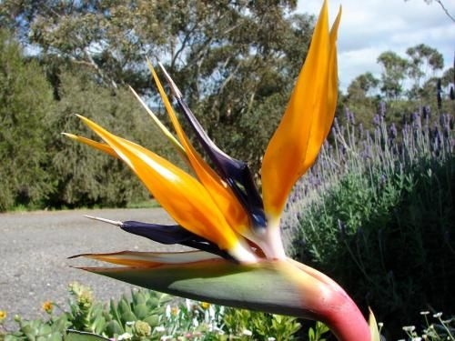 Austiny Bed and Breakfast Victor Harbor (Austiny Bed and Breakfast)2