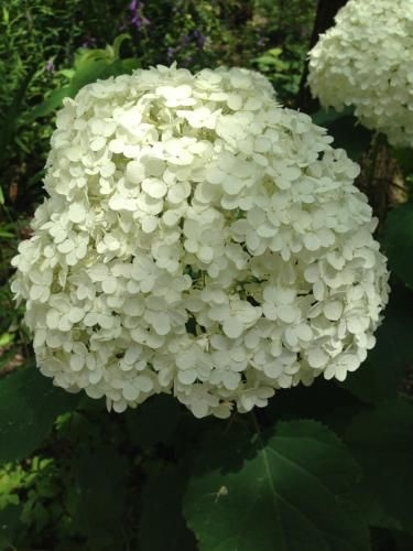 Hakuba Cottage Gram1
