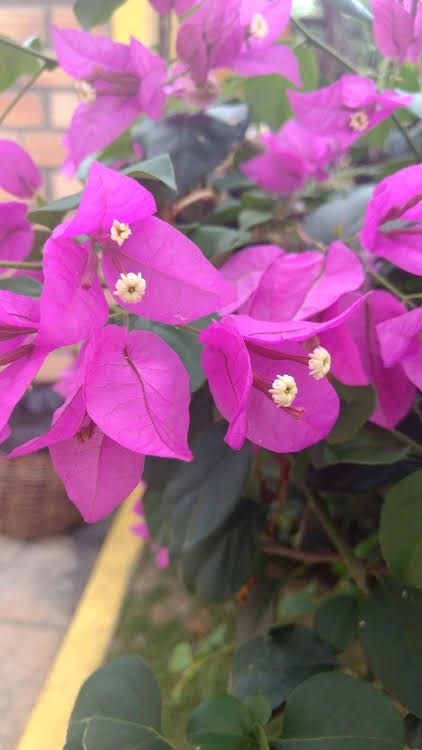 Pousada Flores do Mar0