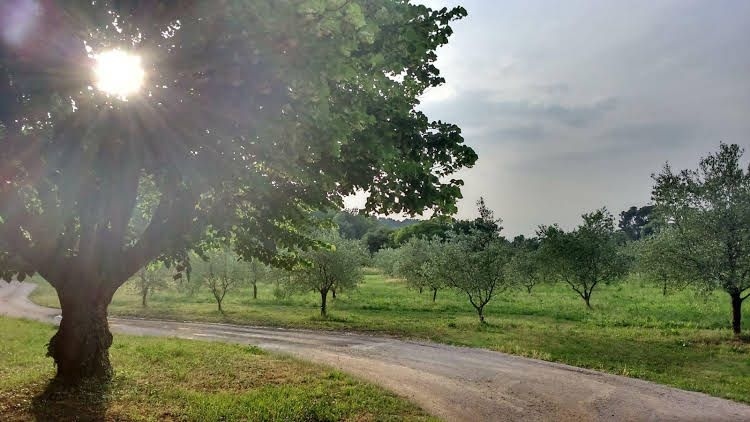 Mas de Cocagne en Provence0