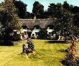 Cheney Thatch0