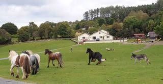 Muckross Riding Stables0