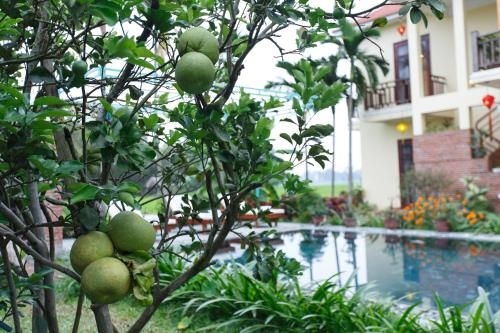 Lama Villa Hoi An0
