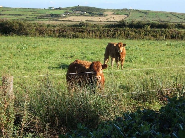 Glencarrig Farmhouse B and B1
