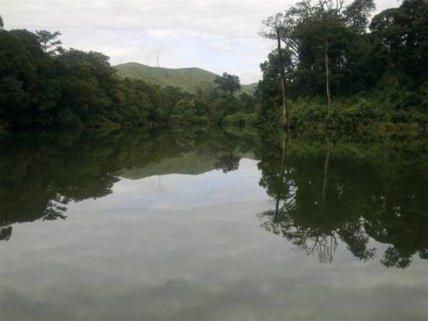 Periyar Woods0