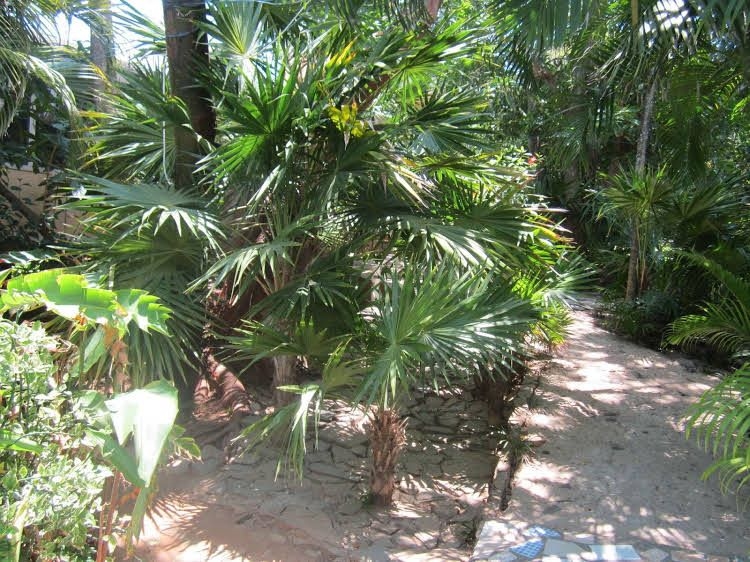 Coconut Tree West End0