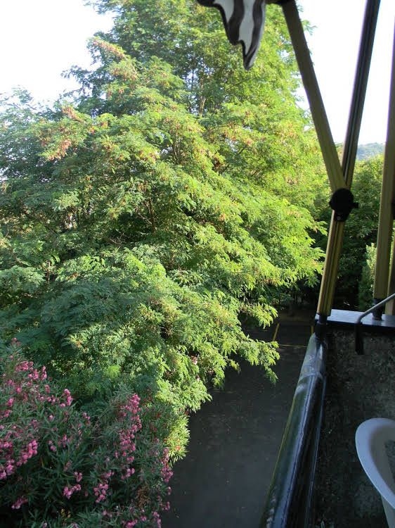 Mimosa apartment0