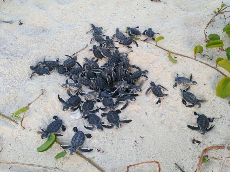 Selingan Turtle Island0