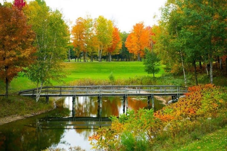 The Loon0