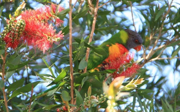 Bottlebrush B and B0