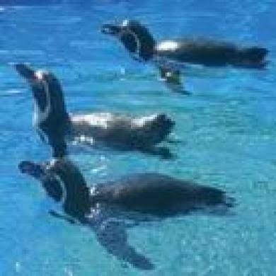 Marineland Mallorca0