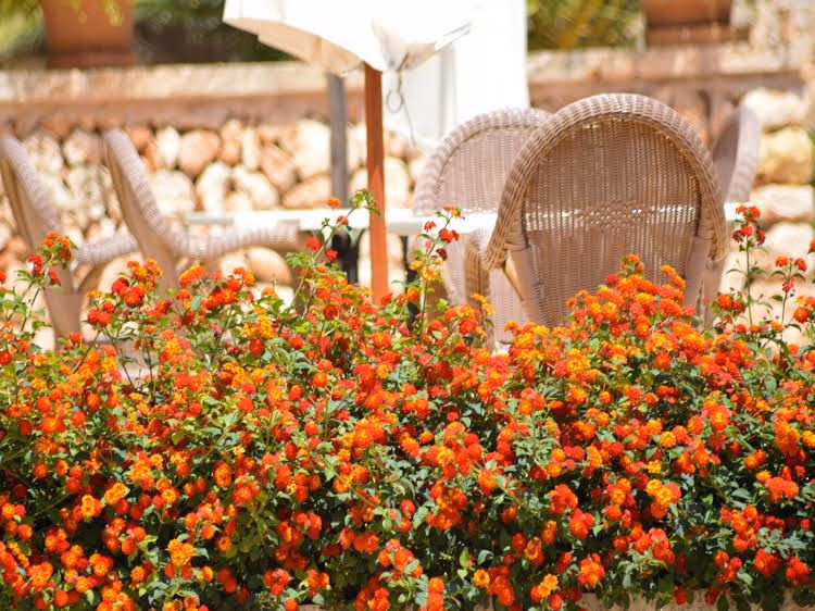 Finca Son Sala1
