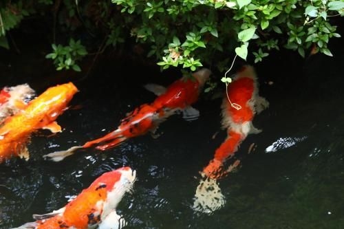 นันโจ เรียวกัง (Nanjyo Ryokan)4