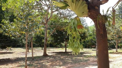 214 Moo 4 Tumbol Katun Amphoe Phipun Nakornsithamrat (Chomdao Homestay)3