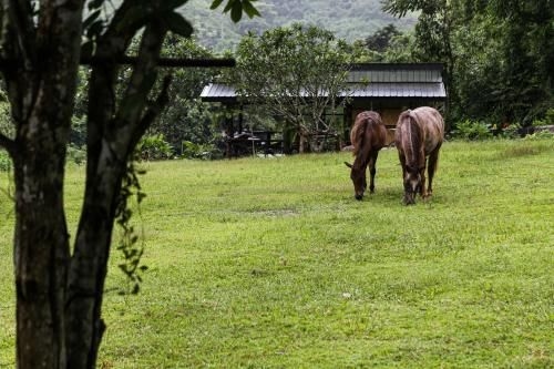Baan Bon Camping Field4