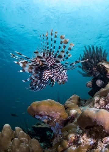 Forra Dive Resort Sunrise2
