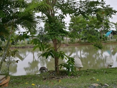 The Sun Resort Bungchawak4