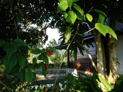 Blue Sky Resort Pai4