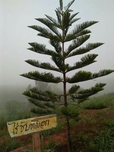 ไร่ซับหมอก (Rai Sup Mhok)2