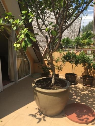 Absolute Beachfront Villa3