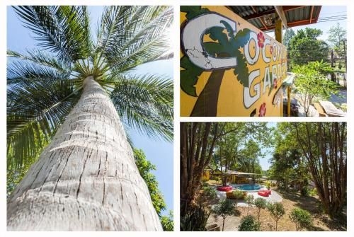 Coconut Garden1
