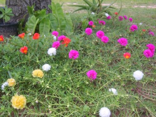 ชมนา รีสอร์ท (Chomna Resort)2