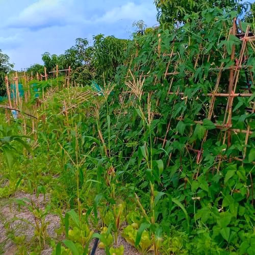 แคเรน ออร์แกนิก ฟาร์ม (Karenorganicfarm)3