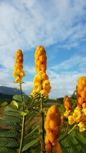 ต้นข้าวหอมบ้านอ้อมดอย (Chill ChiangDao)3